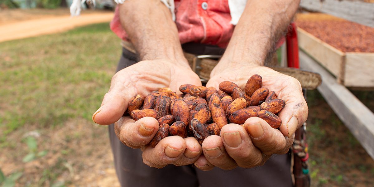 Un desplazado interno muestra granos de cacao producidos con el apoyo del JRS en el Magdalena Medio, Colombia.